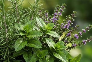 Casa das Ervas Maiobão: Discover Nature's Remedies Today! Join Us for Exclusive Offers!