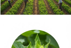 Cultivo Brasil: Descubra os Segredos do Sucesso Agrícola e Transforme Seu Negócio Hoje!