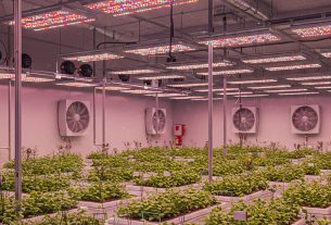 Cultivo Tomate: ¡Descubre los Secretos para Cultivar Tomates Perfectos y Comparte tus Éxitos!