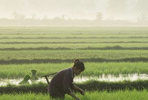 Descubra o Cultivo Wikipedia: Aprenda, Compartilhe e Transforme sua Habilidade Agrícola Hoje!