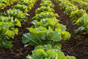 É Cultivo: Transforme Seu Jardim Hoje! Descubra Dicas e Compartilhe Suas Experiências!