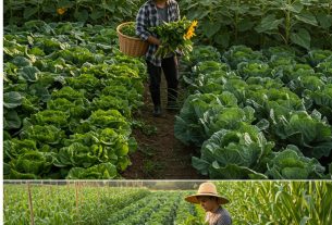 Caldo de Cultivo Programa: Transforme Suas Ideias em Ação! Participe e Contribua Agora!