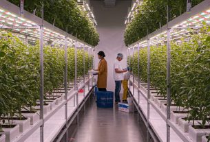 Como Fazer Cultivo de Kiwi: Aprenda Passo a Passo e Compartilhe Seus Resultados!