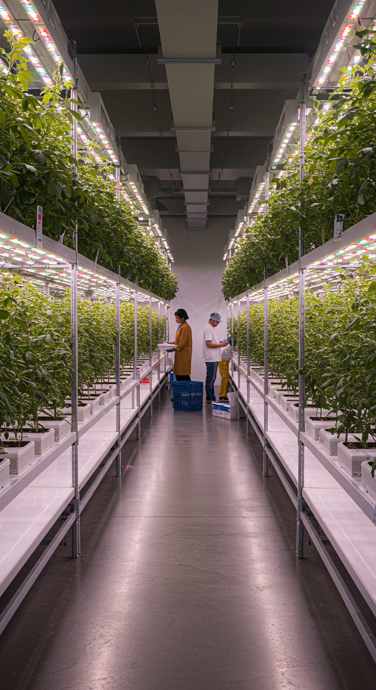 Como Fazer Cultivo de Kiwi: Aprenda Passo a Passo e Compartilhe Seus Resultados!