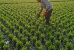 Como cultivo.com: Transforme seu Jardim Hoje! Clique e Descubra Dicas Incríveis!
