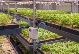 Cultivo Indoor Desde Cero: Descubra os Segredos e Comece Hoje Seu Jardim em Casa!