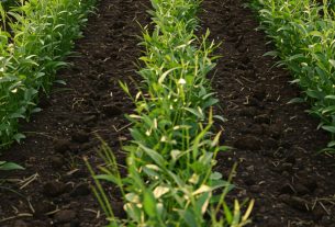 Cultivo de Repolho Passo a Passo: Aprenda e Compartilhe Seu Sucesso no Jardim! ð±ð¥¬