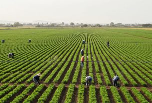 Diferencia entre cultivo primario y línea celular: Descubra agora e compartilhe sua opinião!