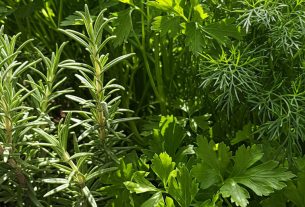 Ervas Medicinais para Menopausa: Descubra Como Aliviar Sintomas Hoje Mesmo!