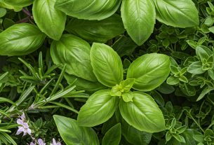 Faz surgir as ervas e plantas: descubra como cultivar o seu jardim dos sonhos! Comece agora!