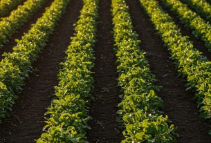 Modelo Contrato Cultivo Compartido: Garanta Seu Sucesso! Baixe Agora e Comece Hoje!
