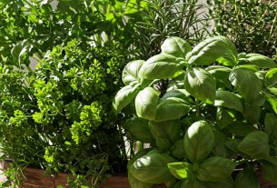 Não Existem Ervas Daninhas: Descubra Como Transformar Seu Jardim! Comente e Compartilhe!