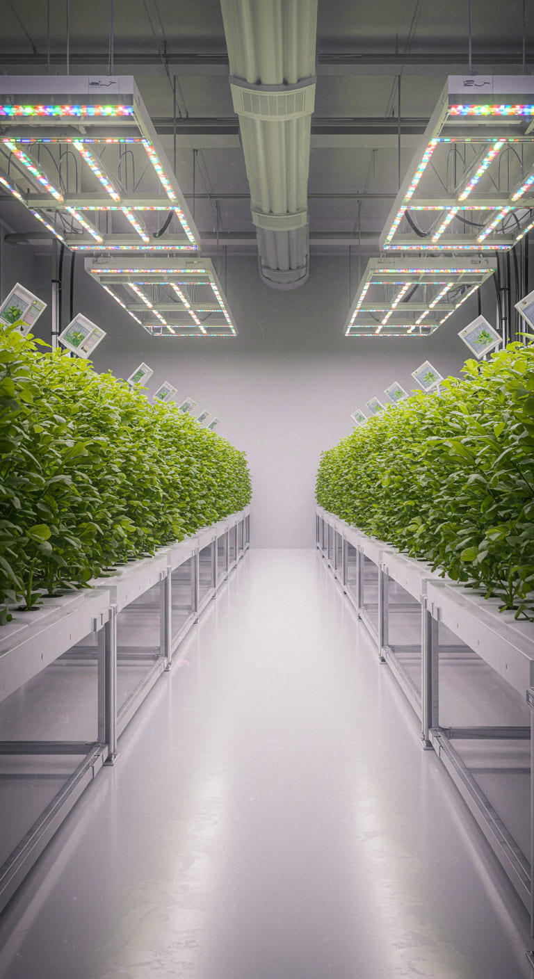 O que é o cultivo protegido? Descubra agora e transforme sua produção agrícola! Clique e saiba mais!