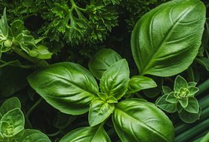 Onde vende ervas naturais? Descubra os melhores locais e aproveite ofertas imperdíveis!