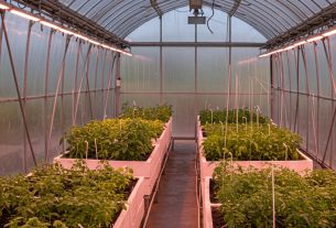Qual cultivo ocupa as maiores extensões do território chinês? Descubra e compartilhe sua opinião!