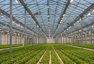 Qual é o cultivo do milho? Descubra agora e compartilhe suas dicas de cultivo nos comentários!
