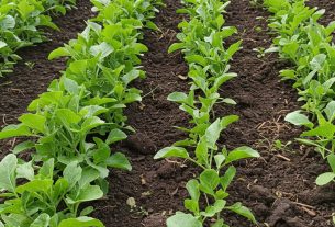 Tudo sobre cultivo de morango: Descubra dicas imperdíveis e compartilhe suas experiências!