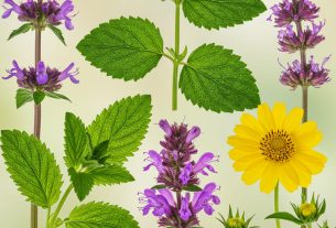 Curso Fitoterapia Nutrição: Transforme sua Saúde