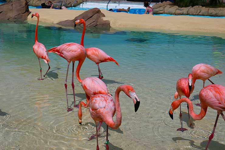 Aquatica San Diego (Photo: This World is Ours)