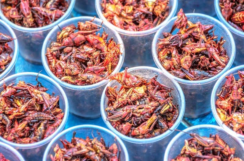 Chapulines - Mexico