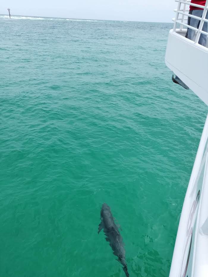 Dolphin following a boat outside Destin, Florida