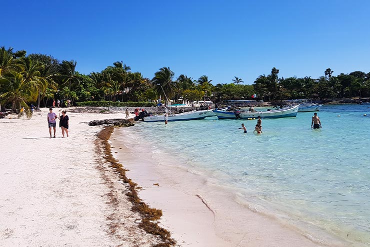 Sargasso, the algae of the Caribbean (Photo: This World is Ours)