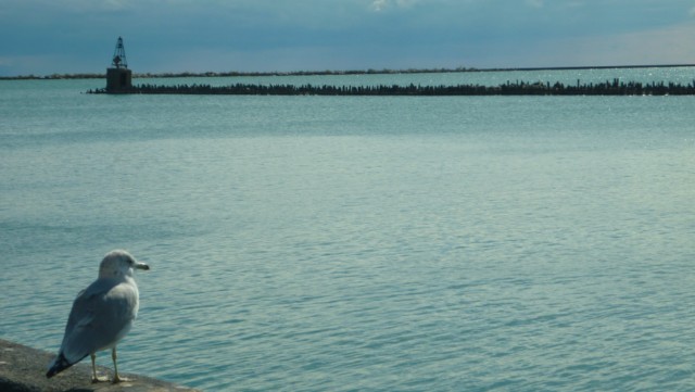 Navy Pier (Photo: This World is Ours)