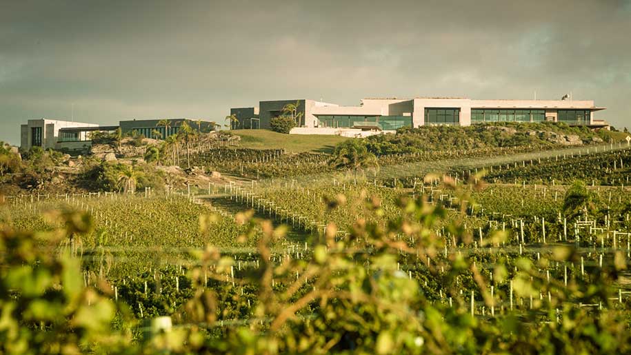 green grape vines at Bodega Garzon, in Maldonado, Uruguay