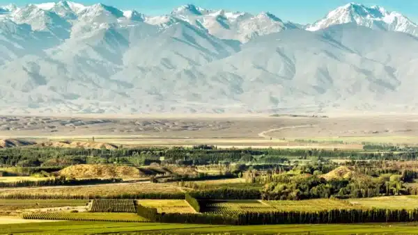 View from afar of a chio field of grape plantations with the Andes mountains in the background, in Valle de Uco, Argentina