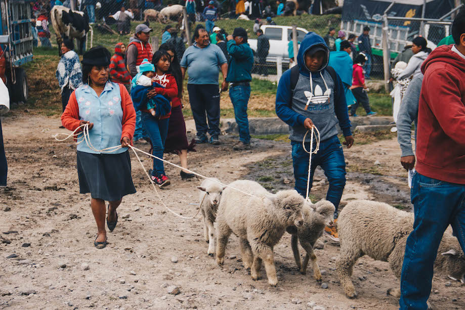 Otavalo Animal Market