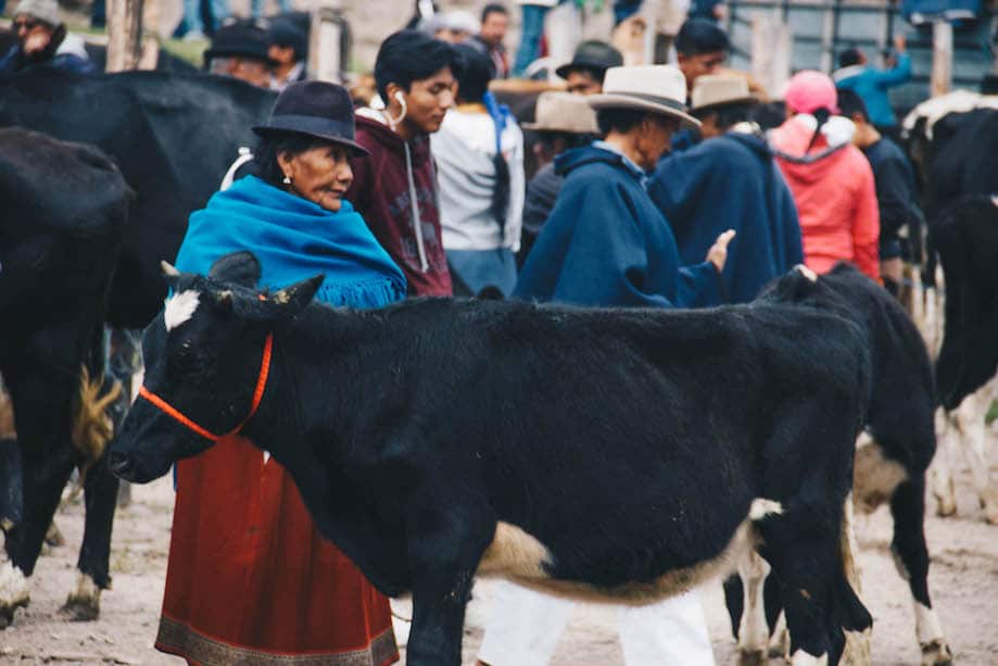 Otavalo Animal Market