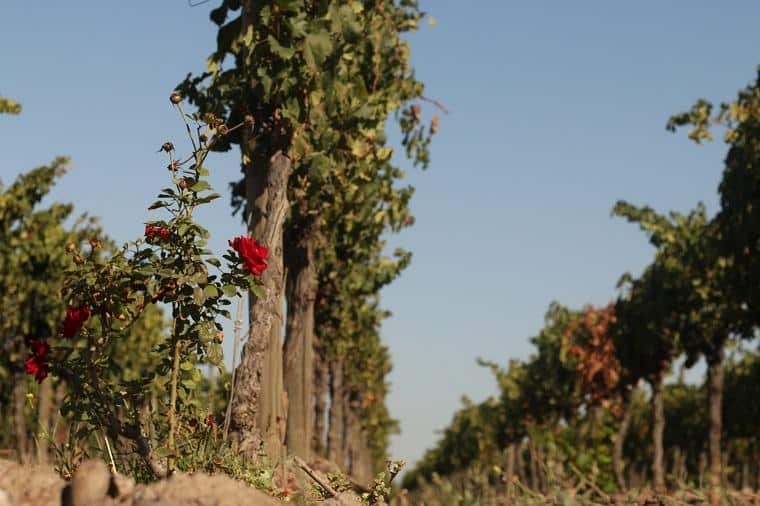 Wineries of Santiago, Chile