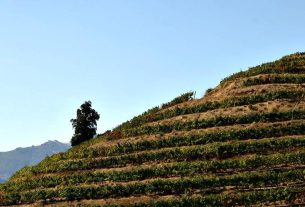 Tour of the wineries of the Colchagua Valley, Chile