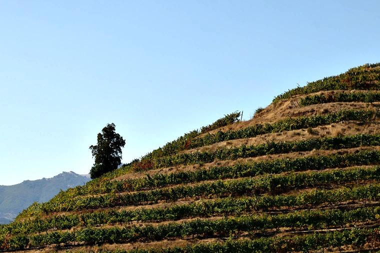 Tour of the wineries of the Colchagua Valley, Chile