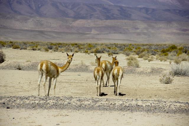 Vicunas in Salinas Grandes - Argentina