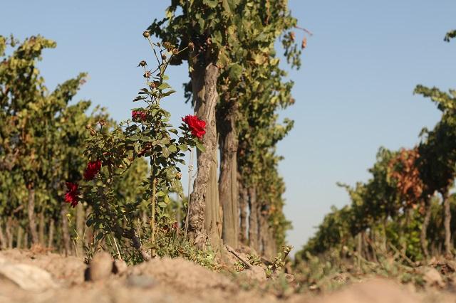 Santa Rita Winery, Chile