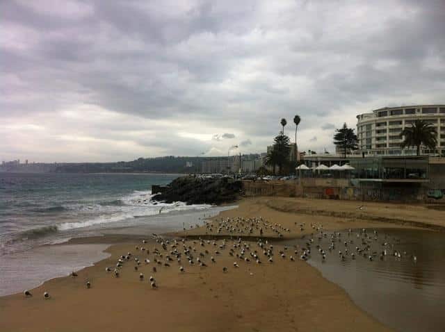 Vina del Mar, birds on the beach