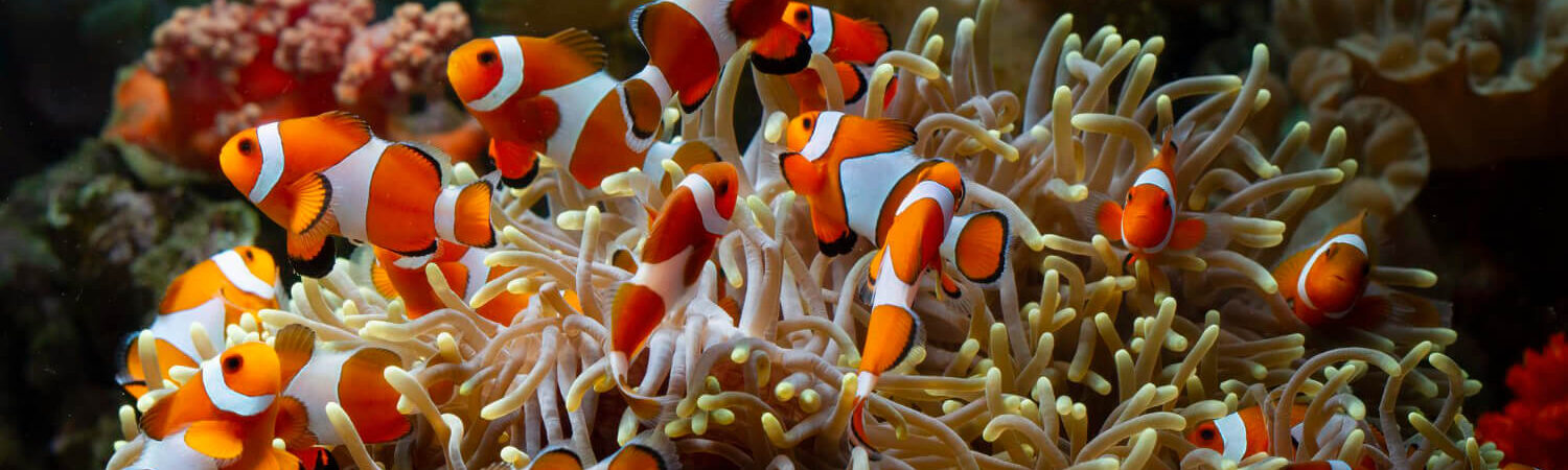 Photo of a school of clownfish in the anemone