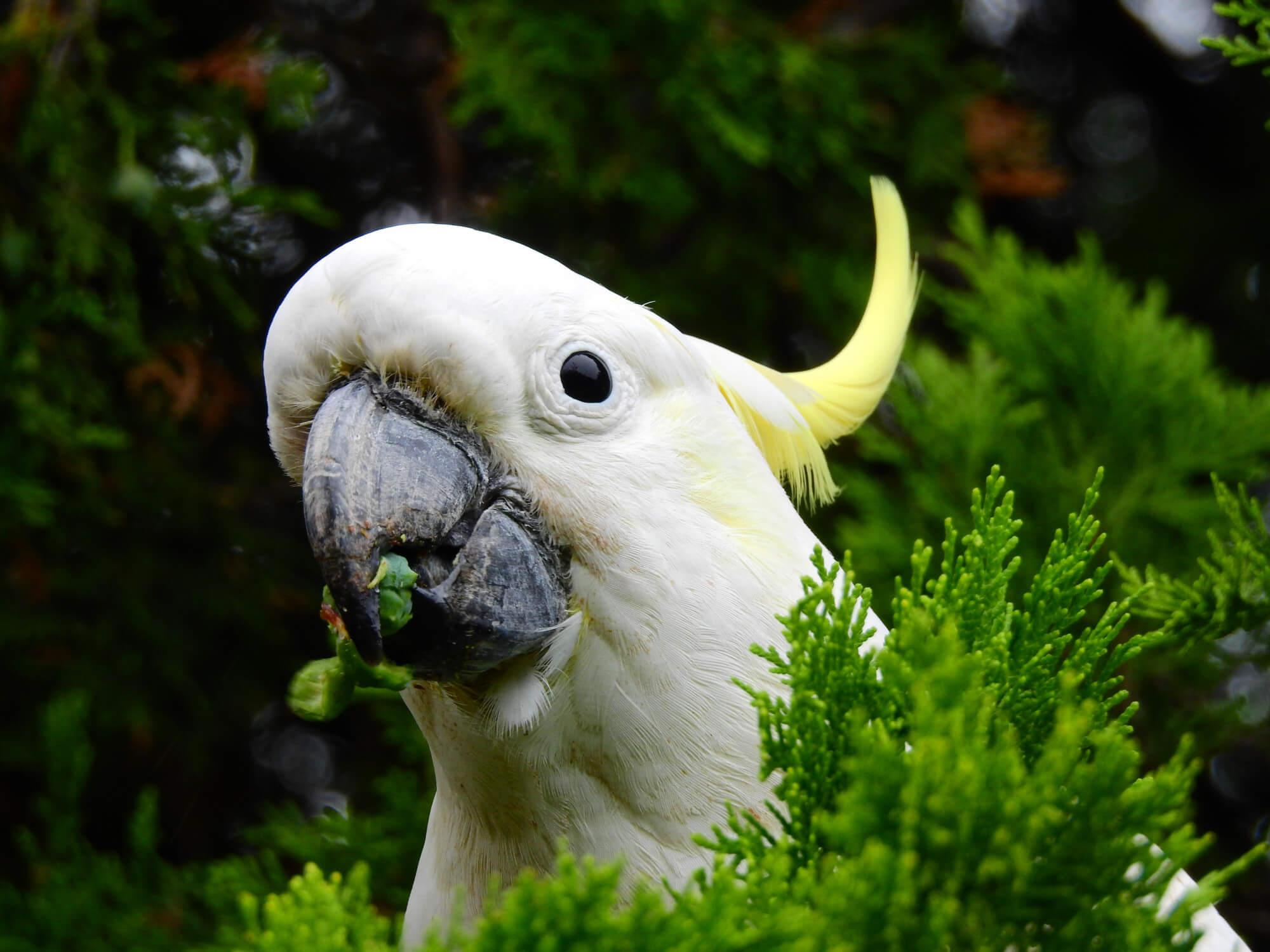 Photo of a Alba Cockatoo feeding in the wild