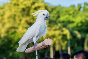 Como cuidar de uma cacatua de estimação?