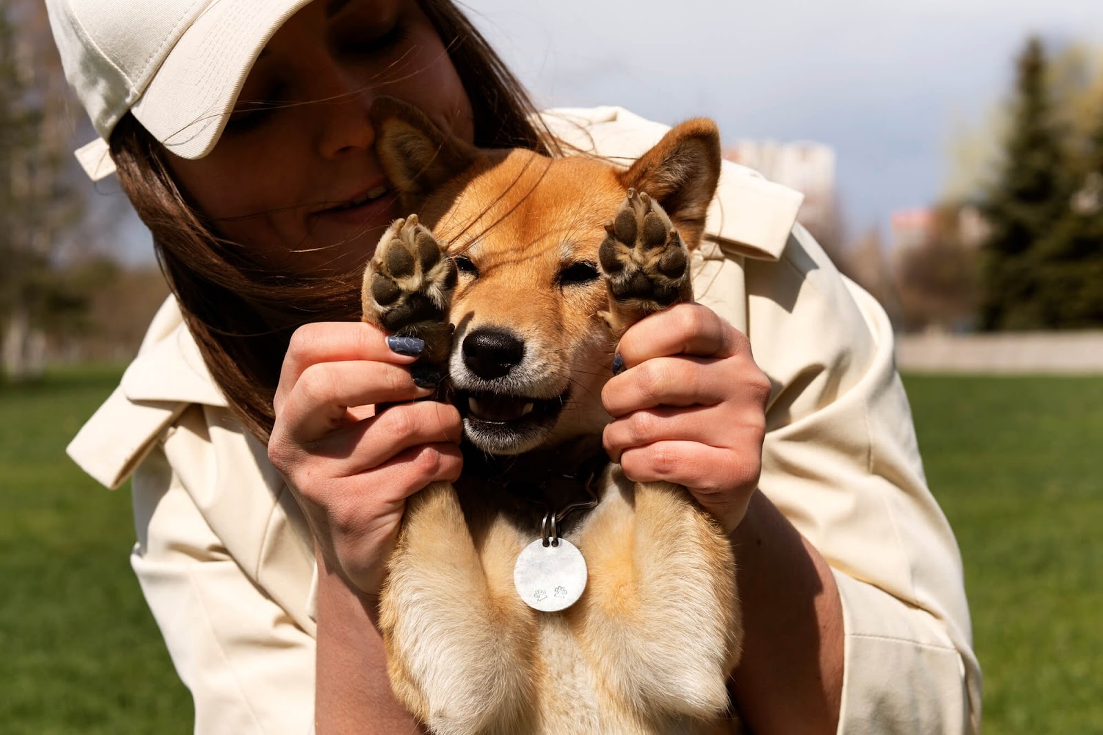 Photo of a caramel dog with an identification tag