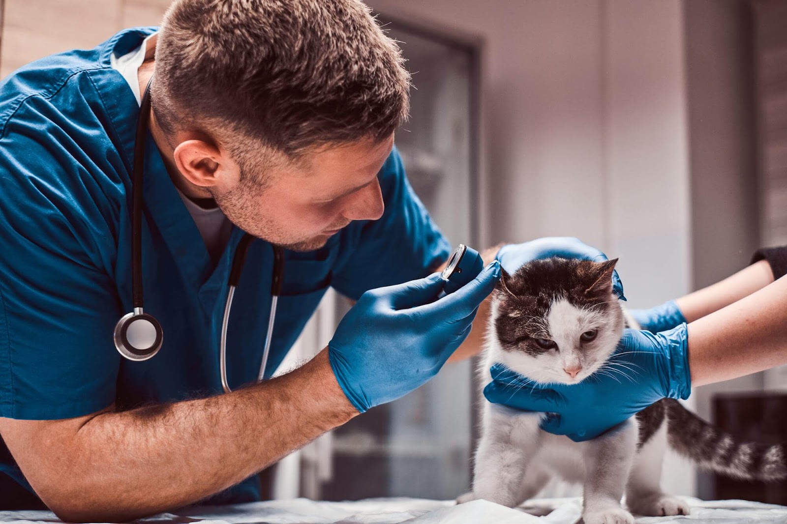 Photo of a cat being seen by a veterinarian