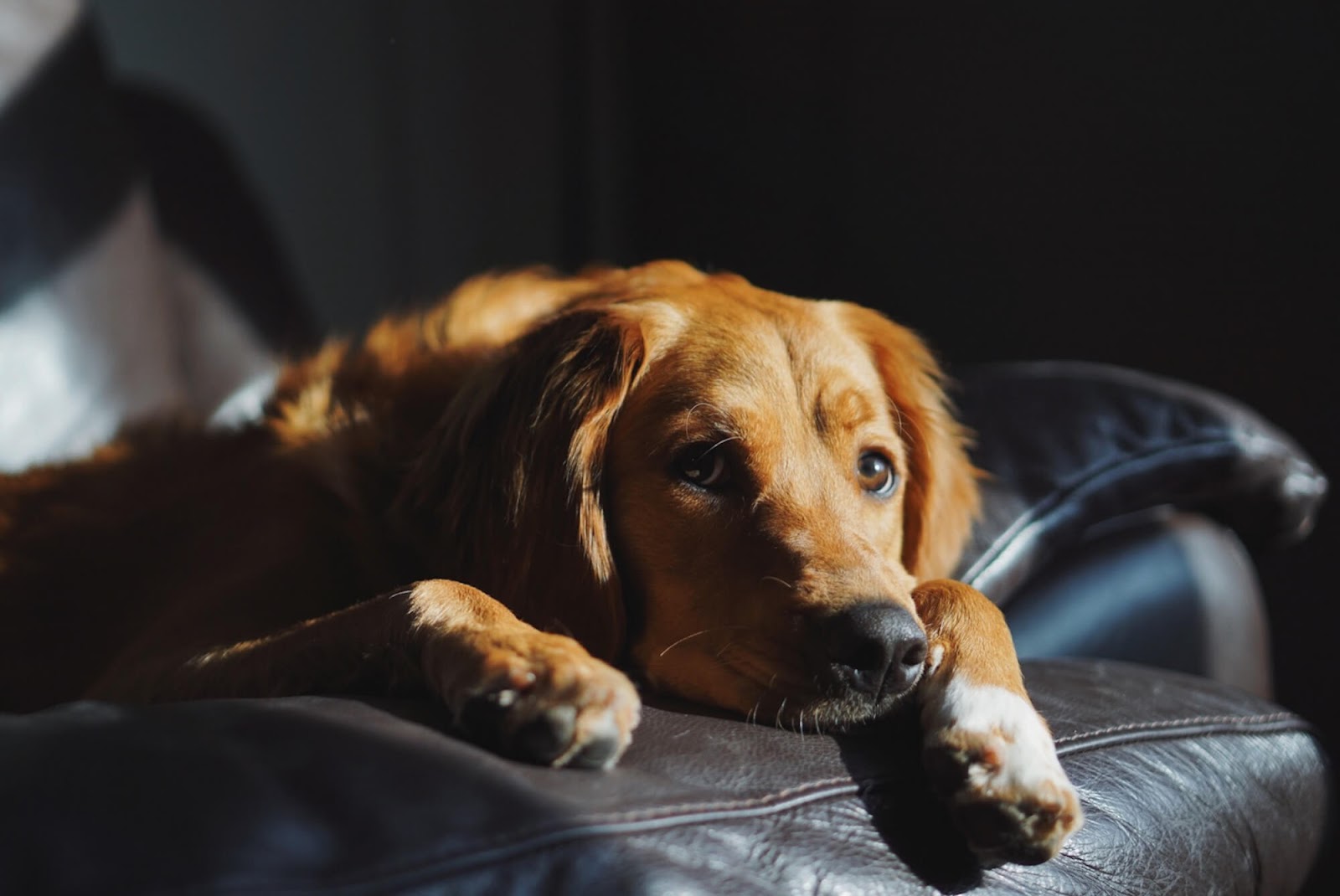 Photo of a sad golden retriever lying in an armchair