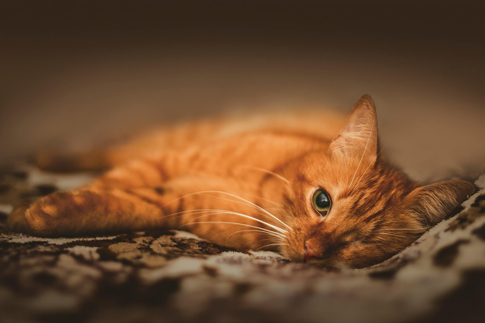 Photo of a sick ginger kitten lying on the bed