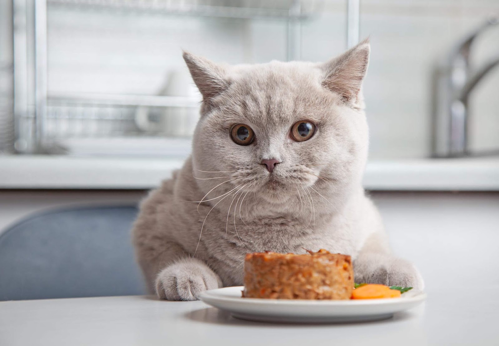 Photo of overweight cat next to food on table