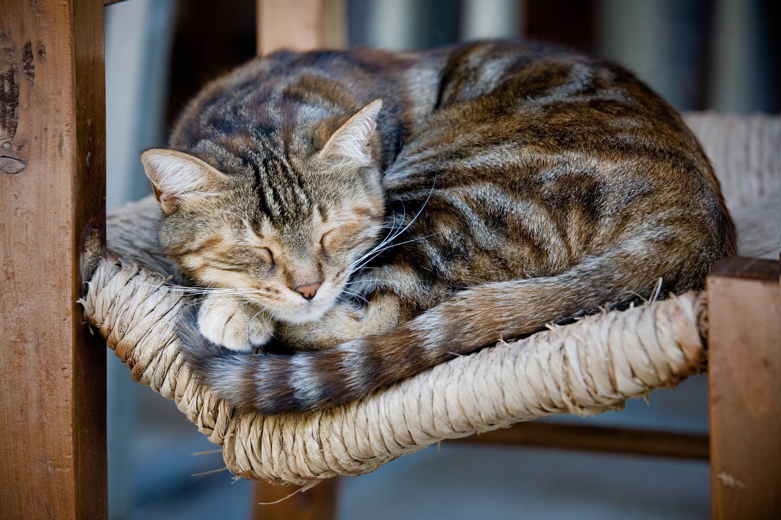 Photo of sleeping kitten