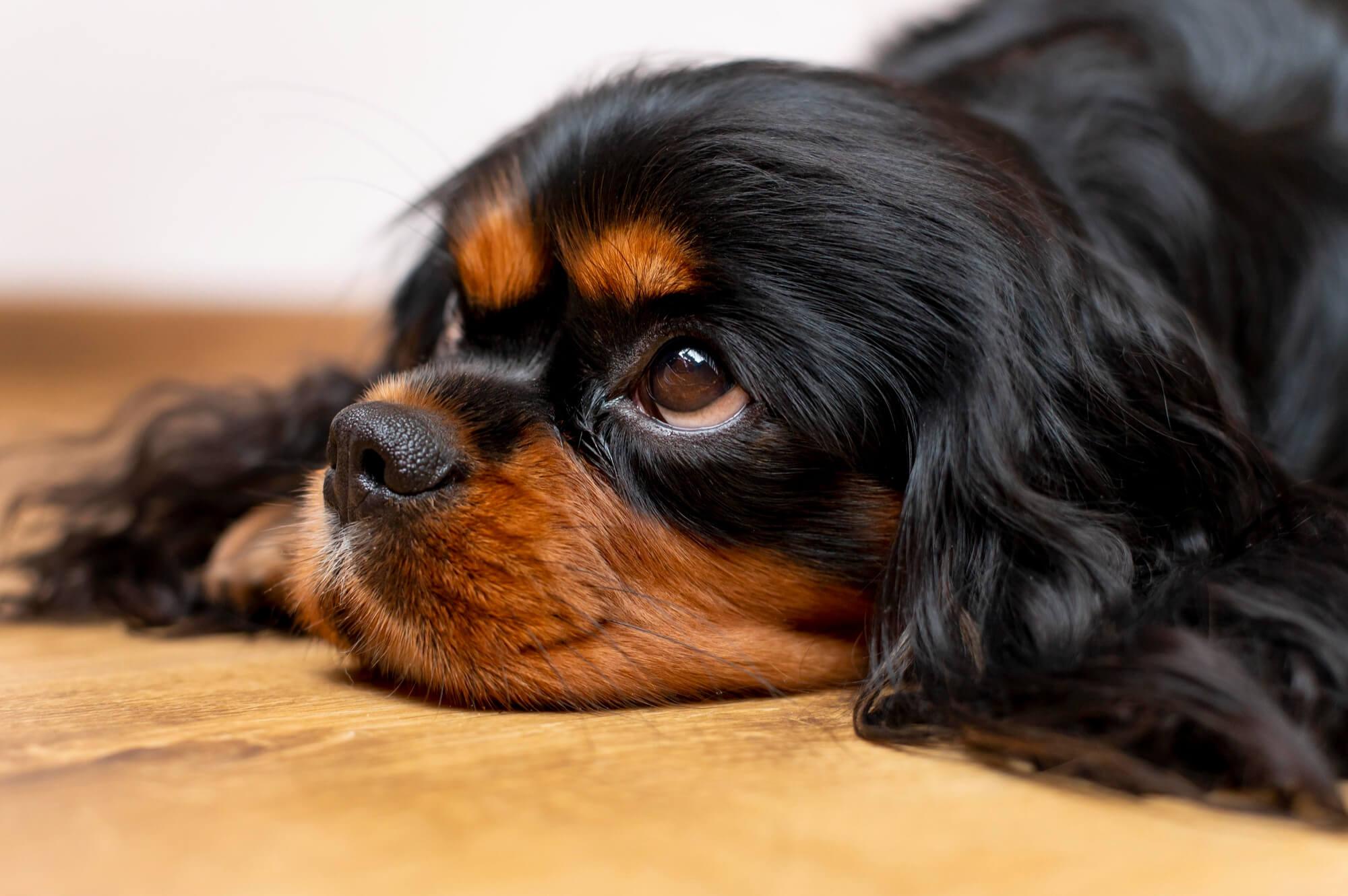 Como acalmar o cachorro com medo de fogos de artifício?