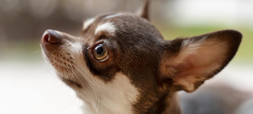 Photo of a big-eared chihuahua