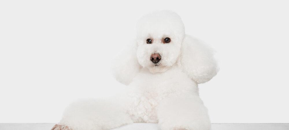 Photo of a furry white poodle dog