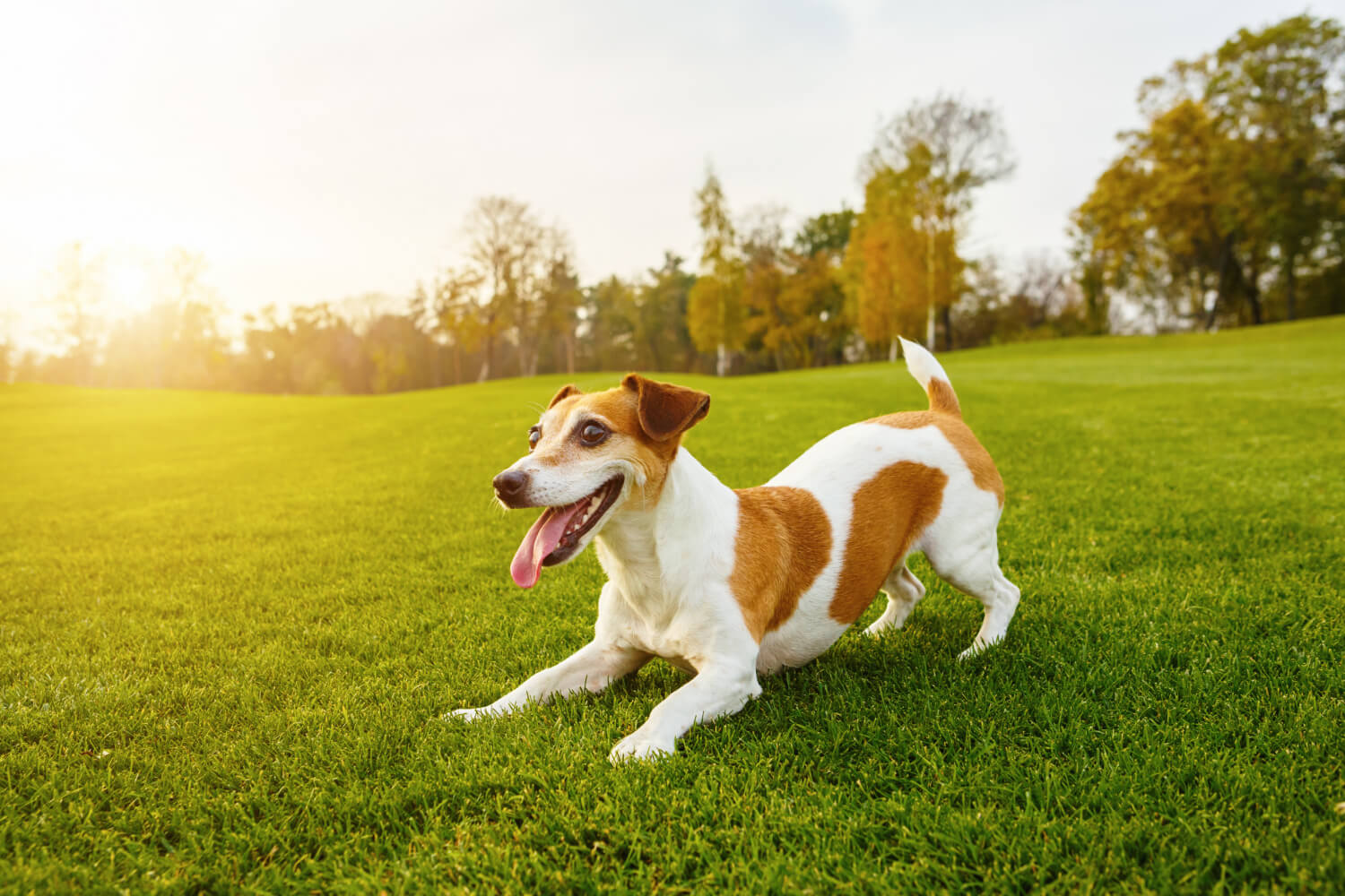 Nomes para cachorro macho: 480 ideias criativas para você se inspirar